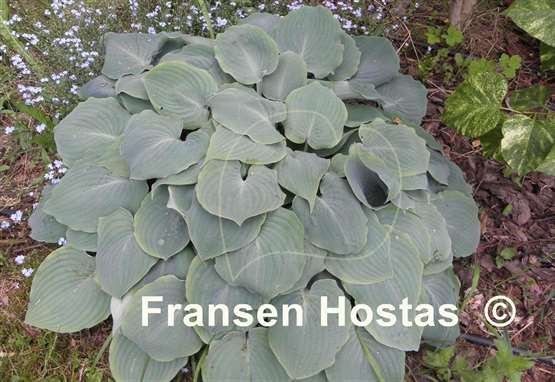 Hosta High Tide